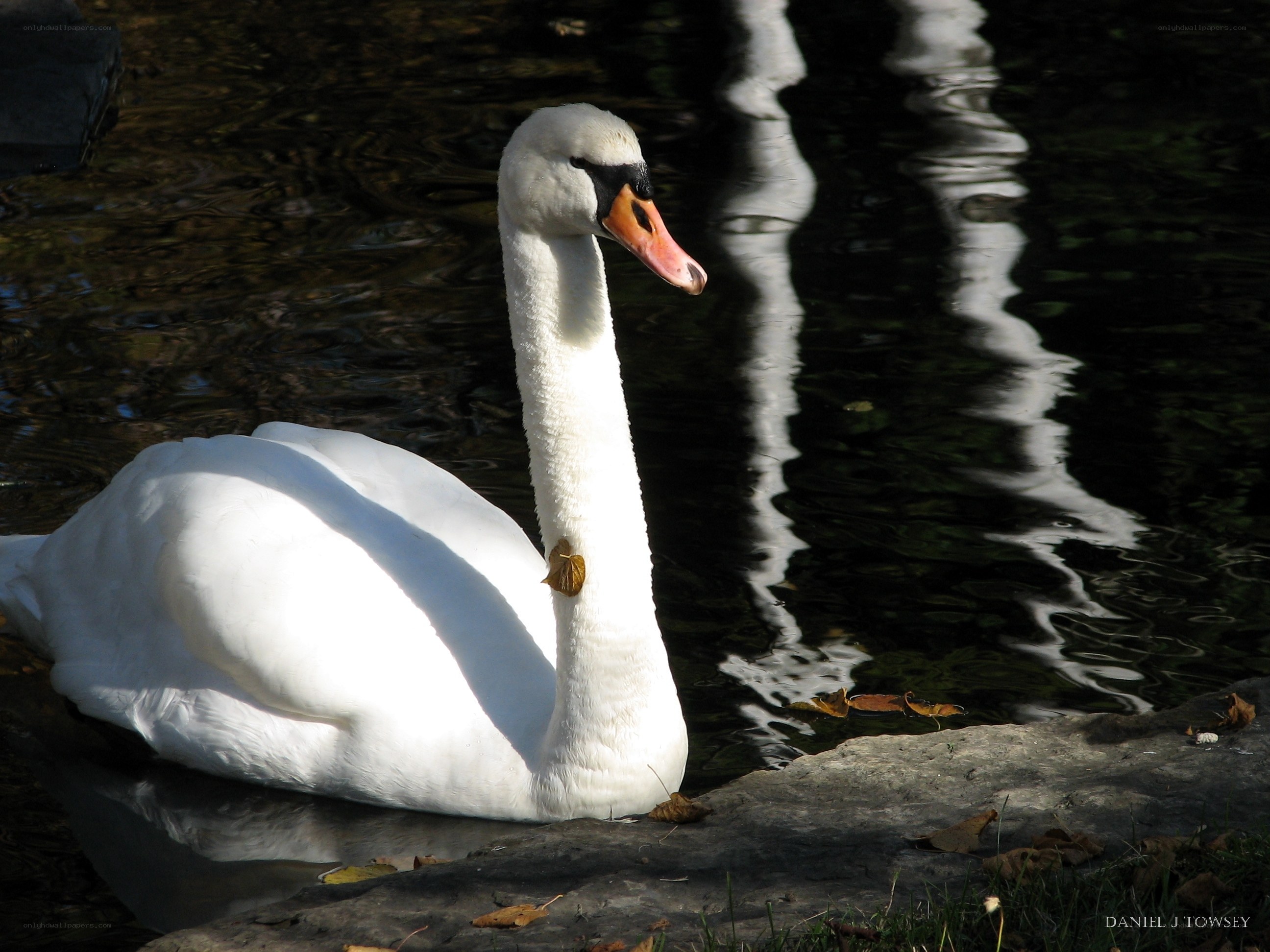 White swan on a pond