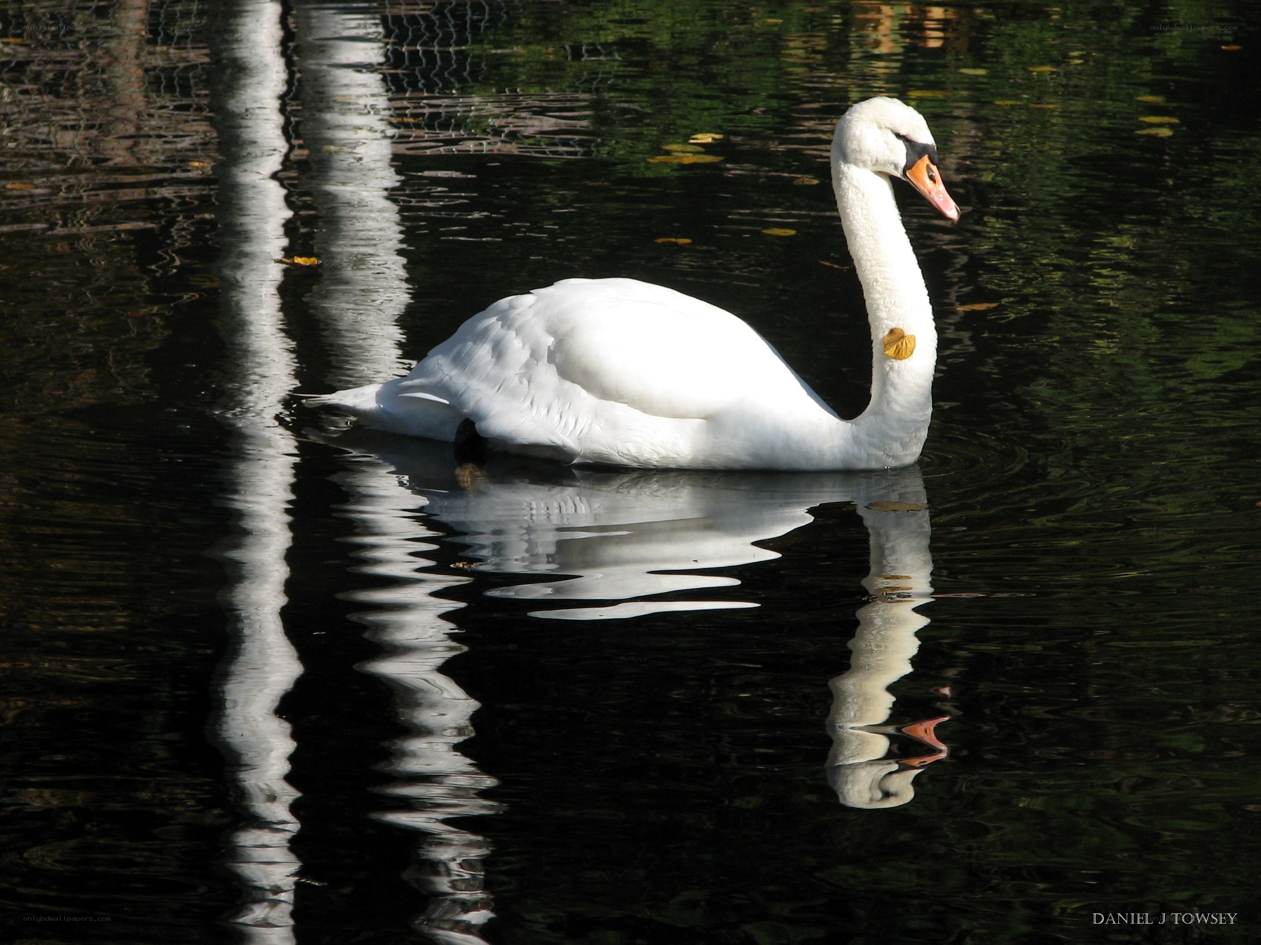 White swan on a pond