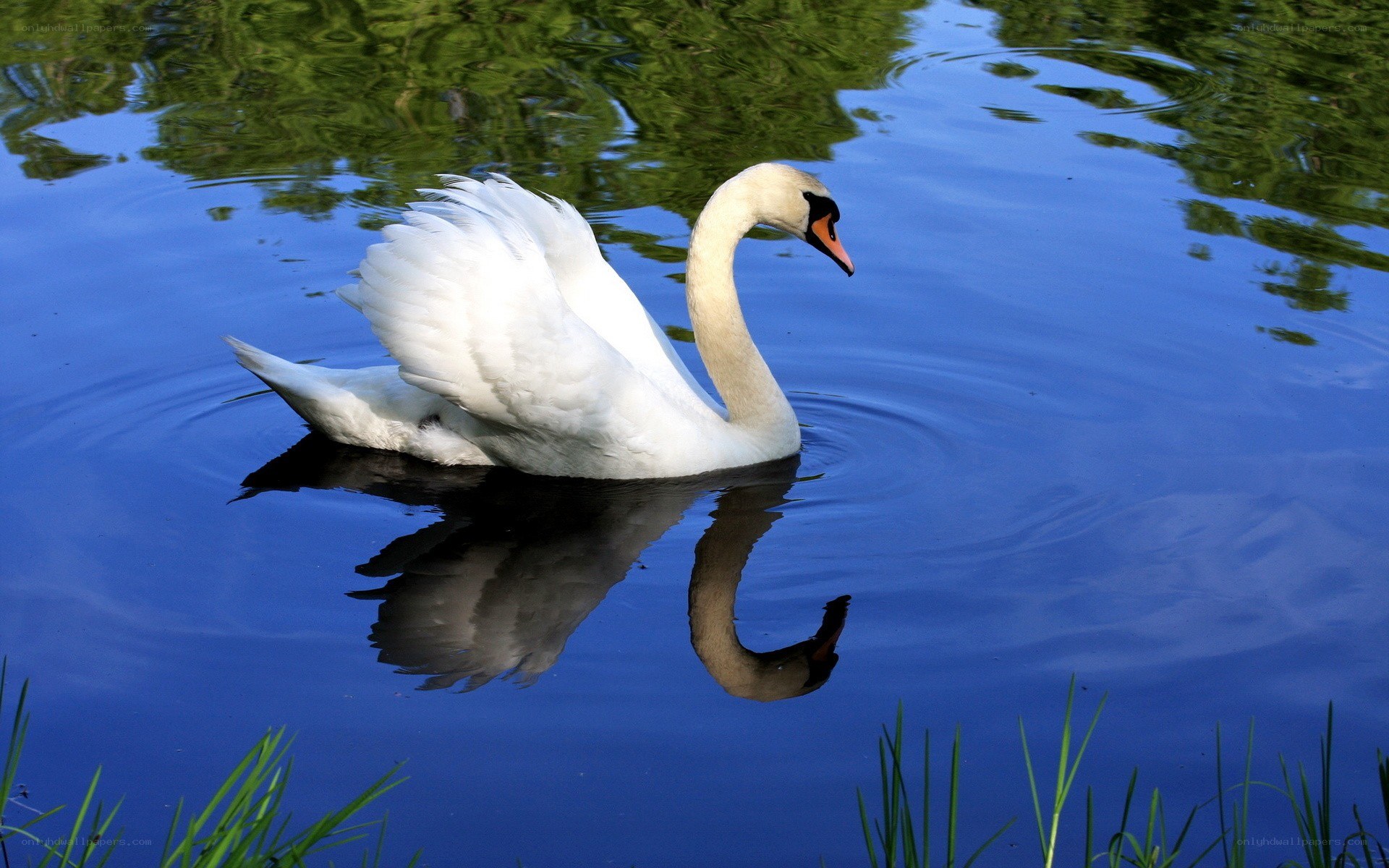 White swan on a pond