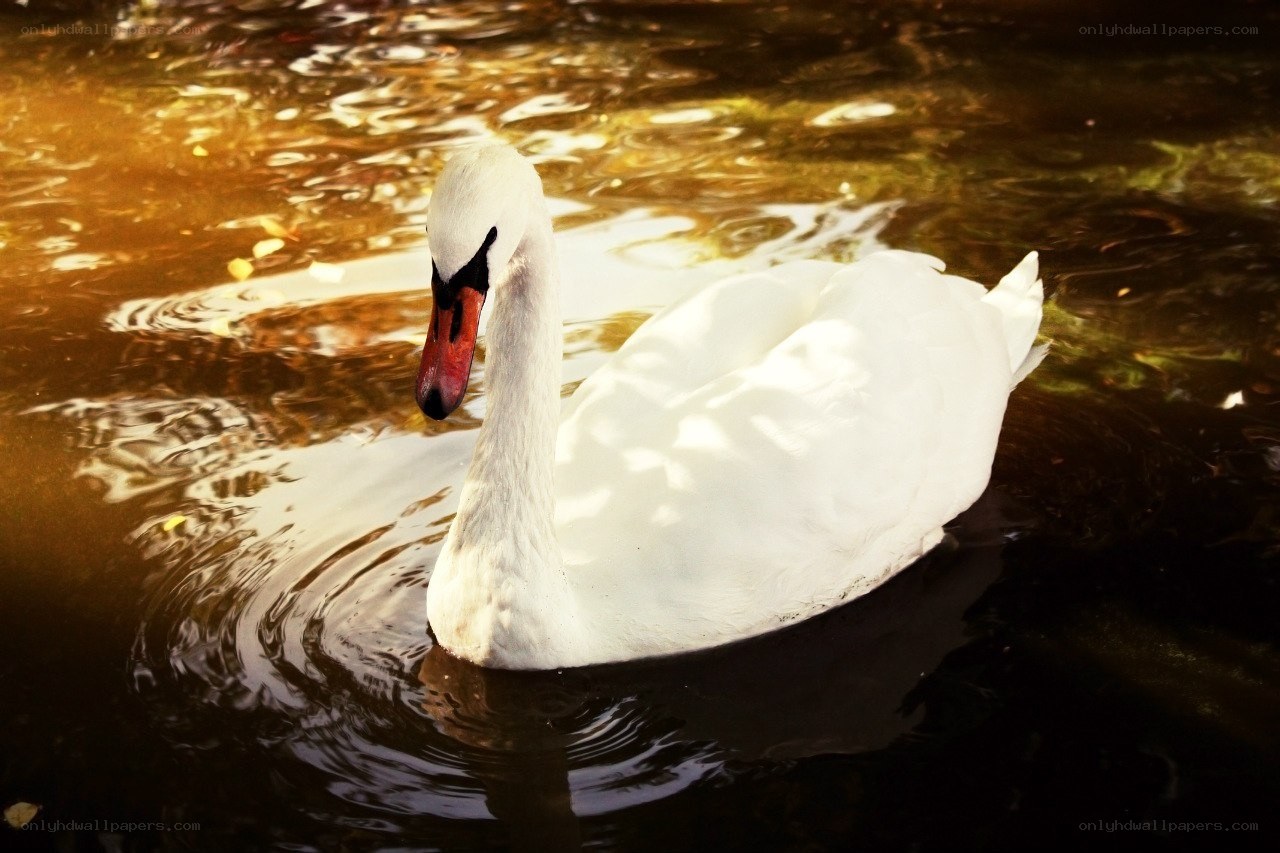White swan on a pond