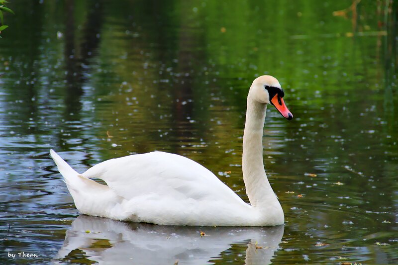 White swan on a pond