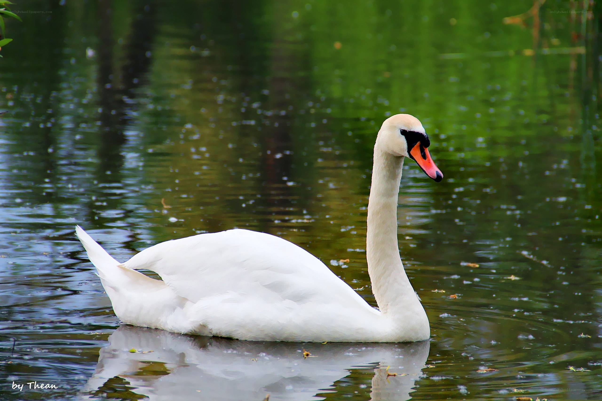 White swan on a pond
