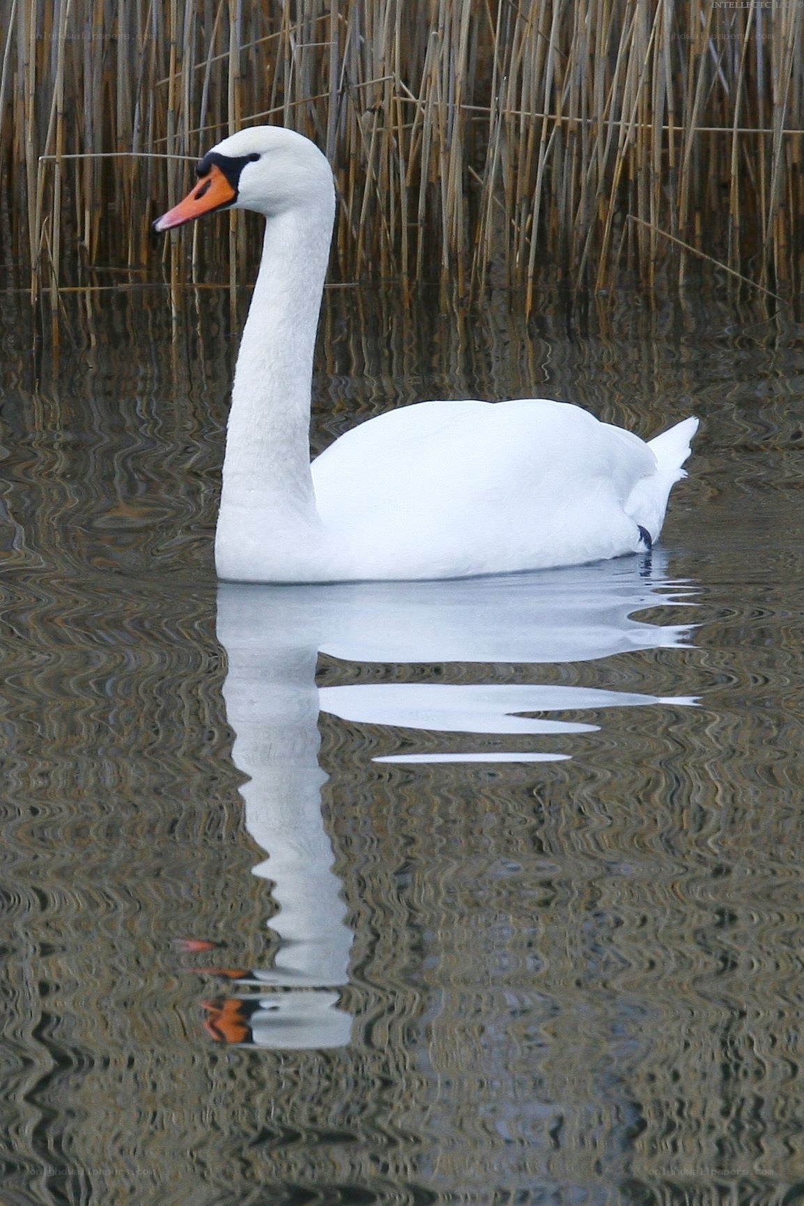 White swan on a pond