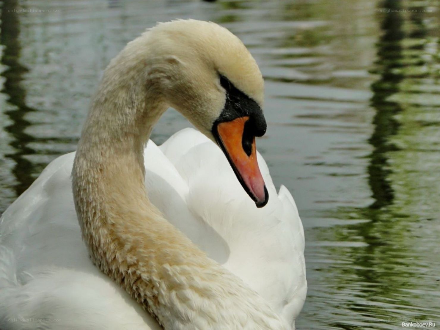 White swan on a pond
