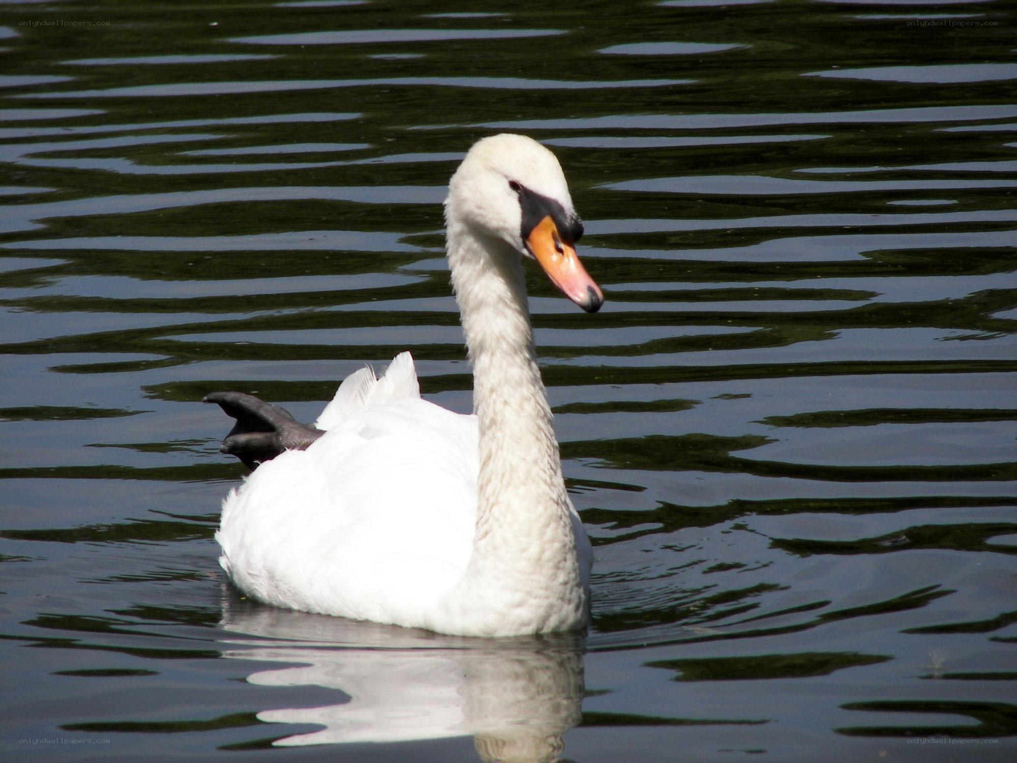 White swan on a pond