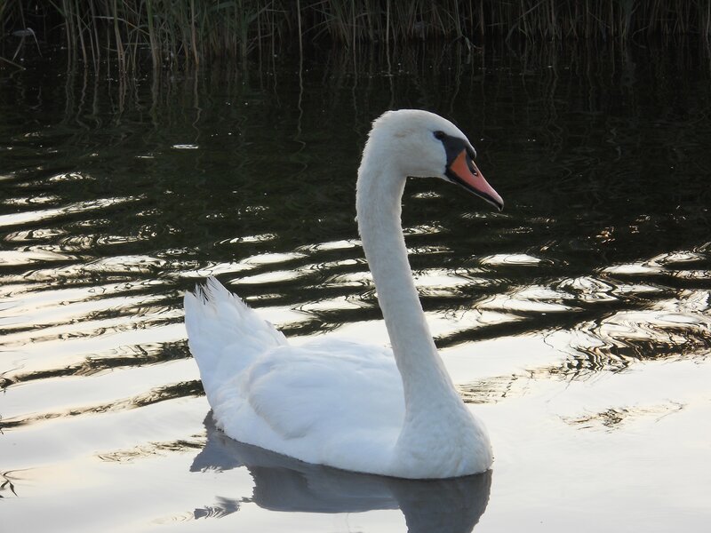 White swan on a pond