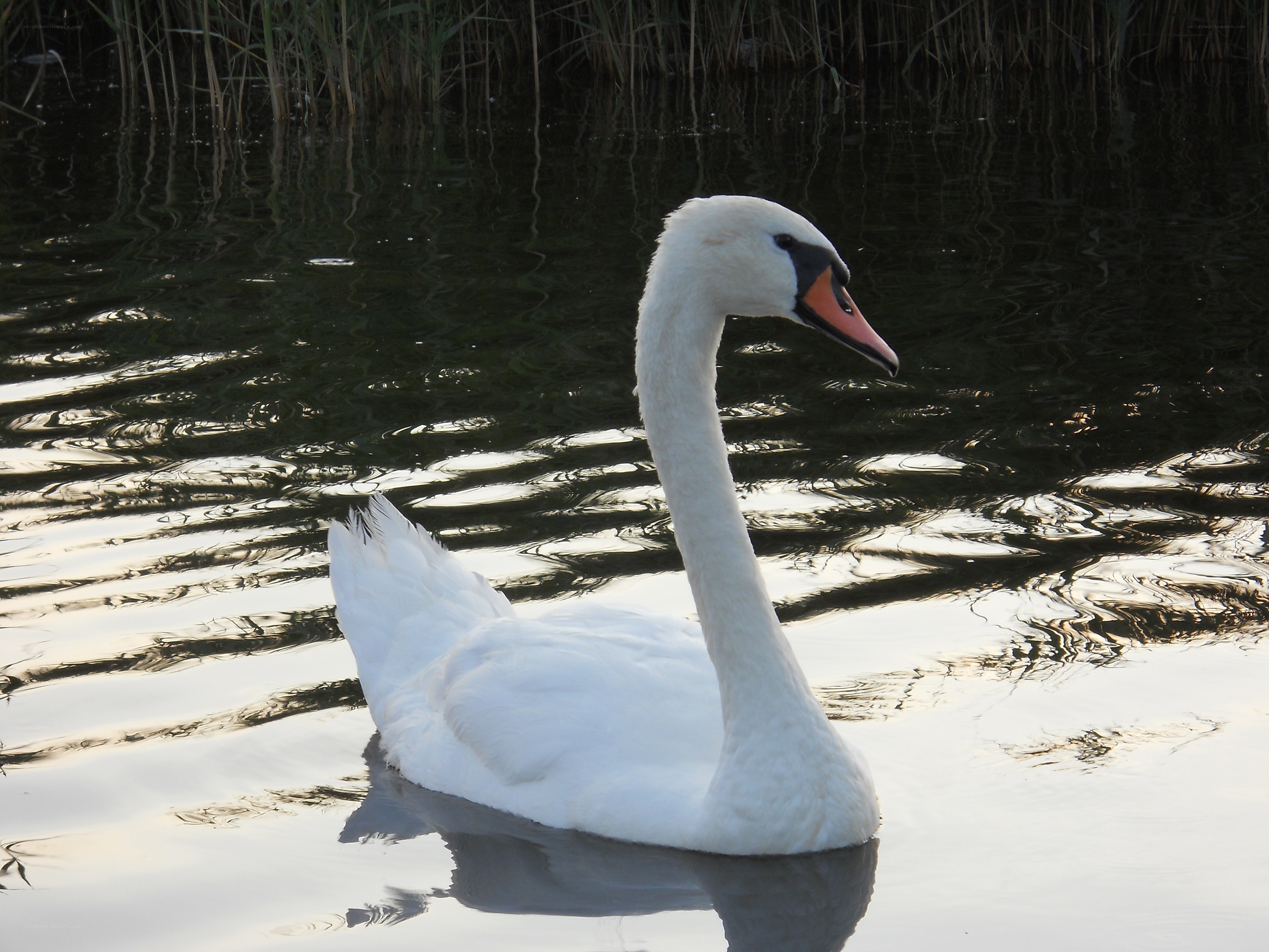 White swan on a pond
