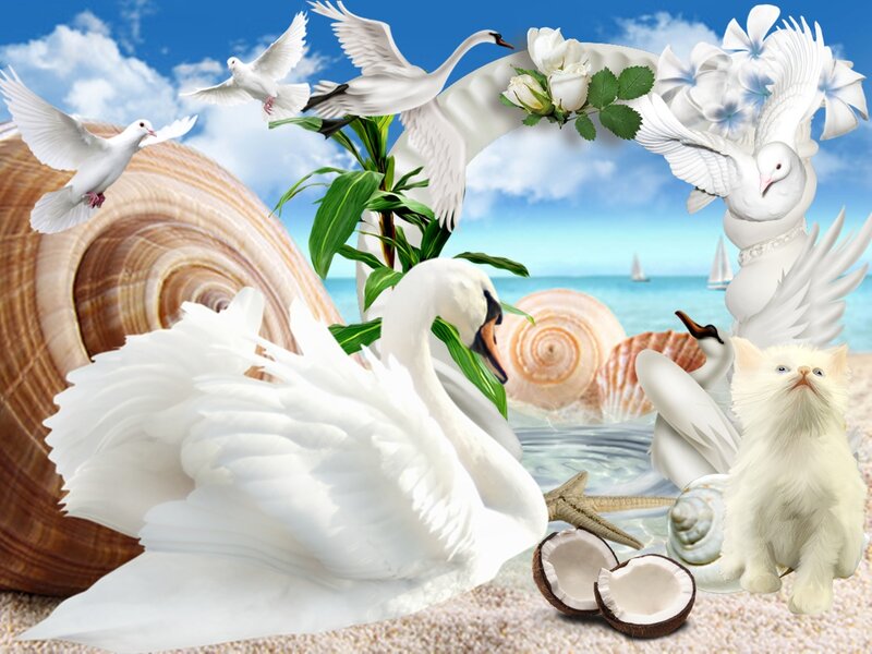 White Swan on Beach