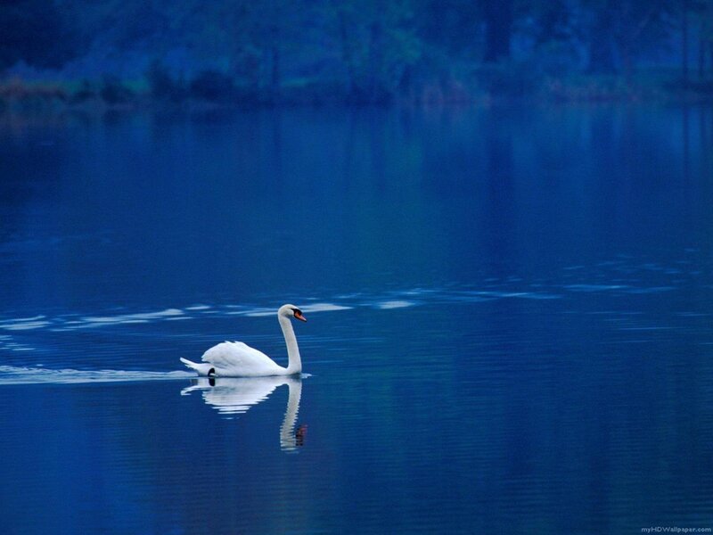 White swan on blue lake