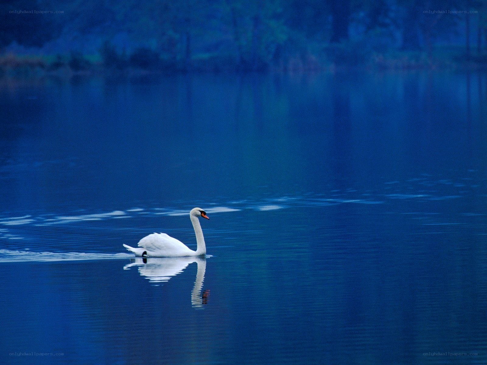 White swan on blue lake