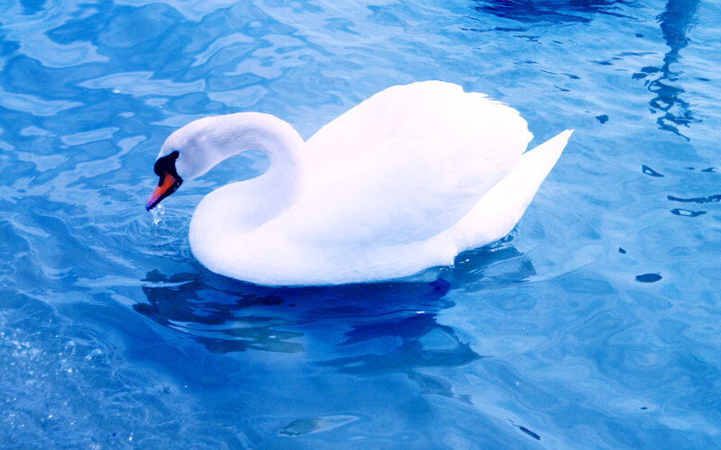 White swan on blue water