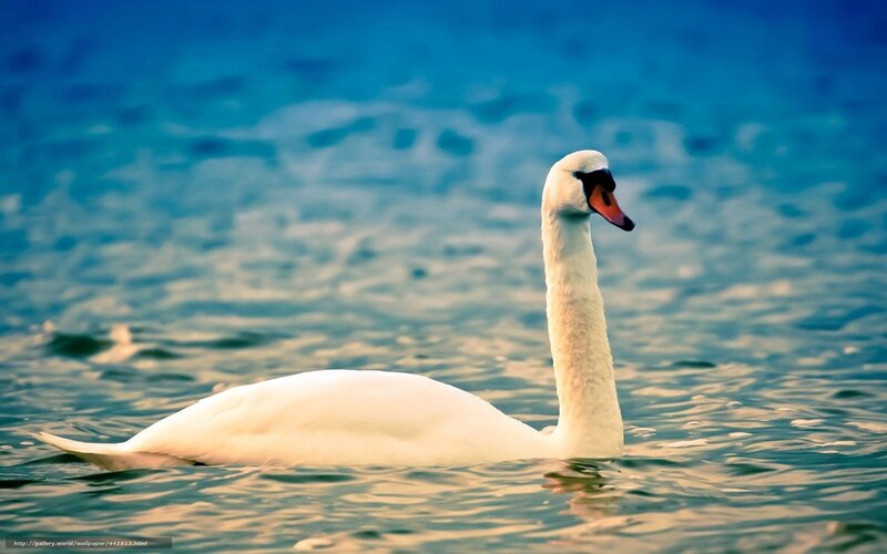 White swan on blue water