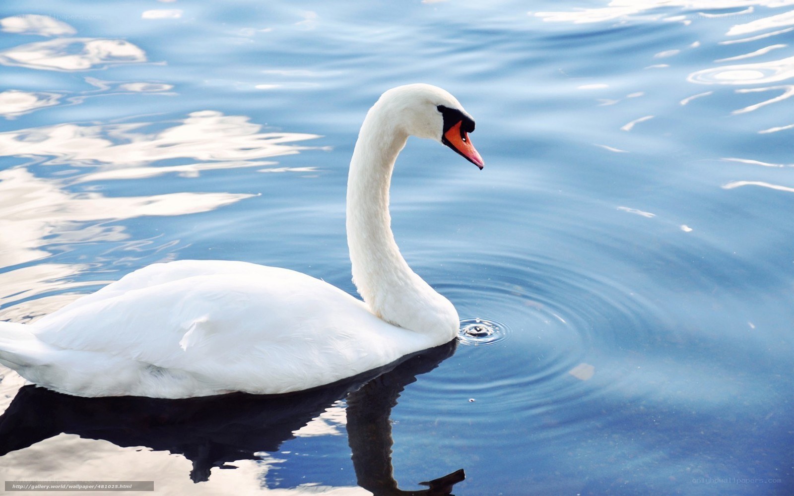 White swan on blue water
