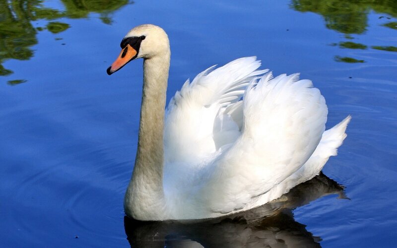 white swan on blue water