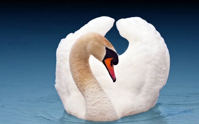 white swan on blue water