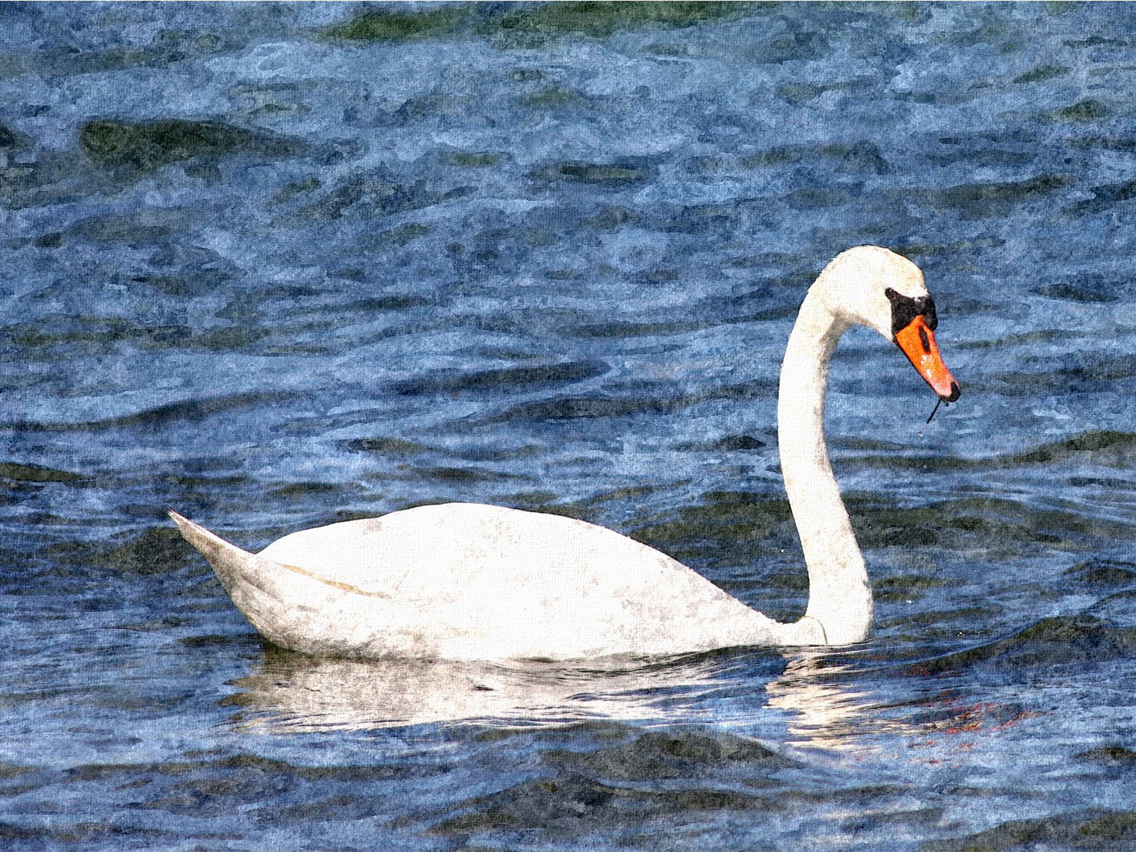 White swan on blue water