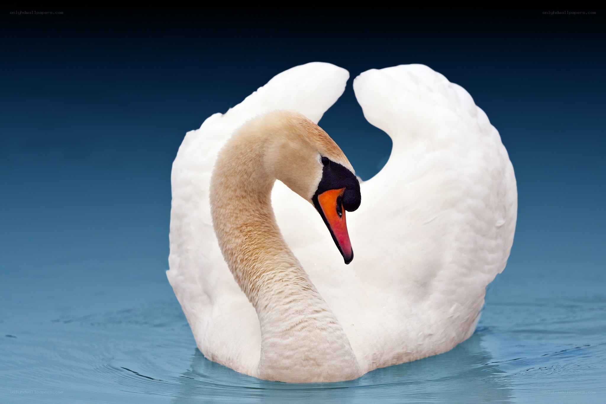 White swan on blue water