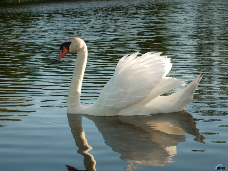 White swan on calm water