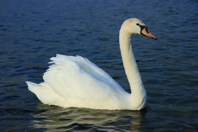 White swan on calm water