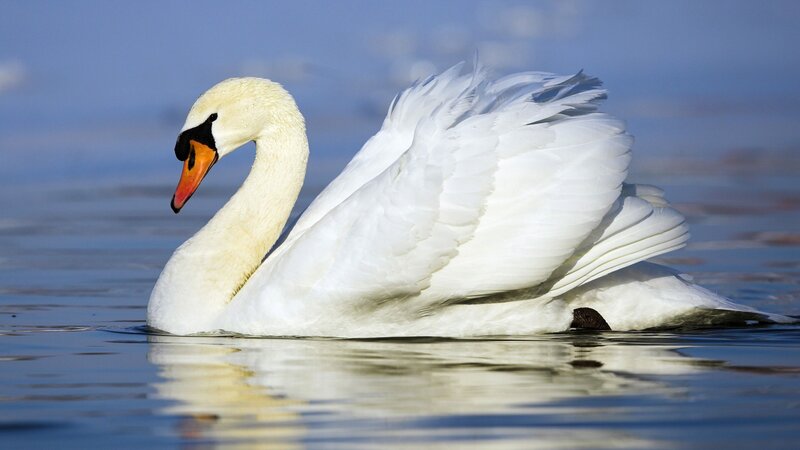 white swan on calm water