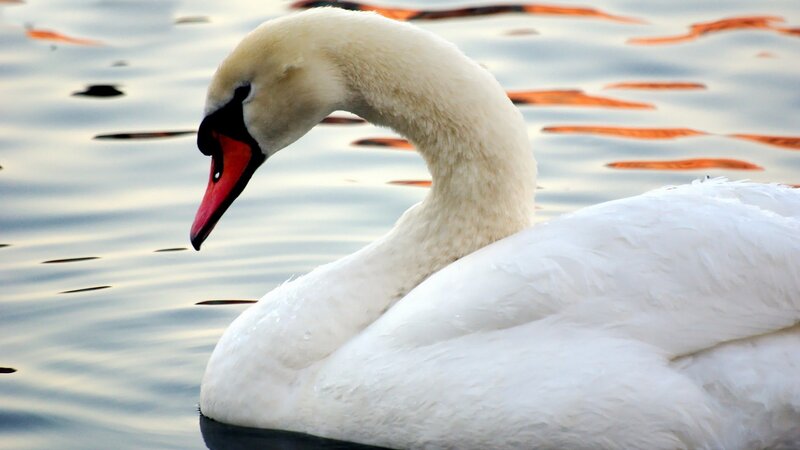 White swan on calm water