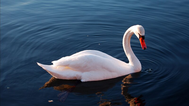 White swan on calm water