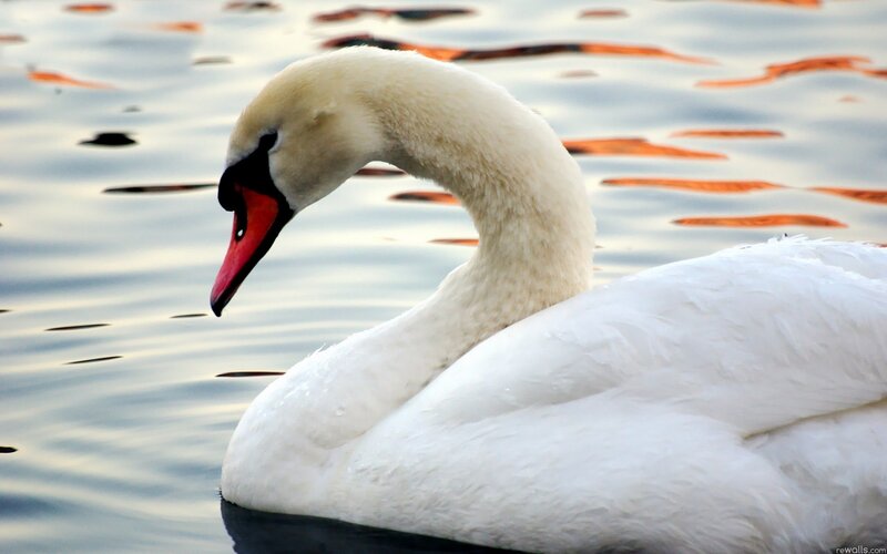 White swan on calm water