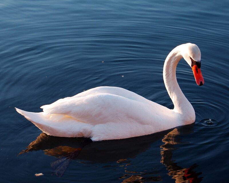 white swan on calm water