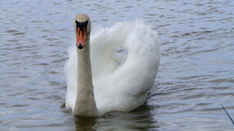 White swan on calm water