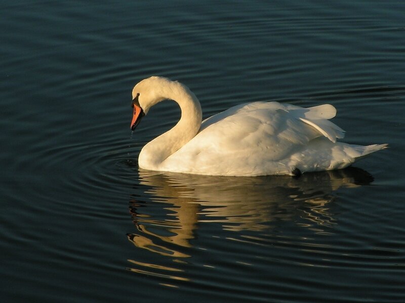White swan on calm water