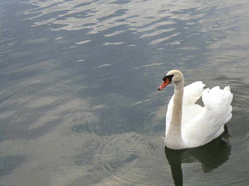 White swan on calm water