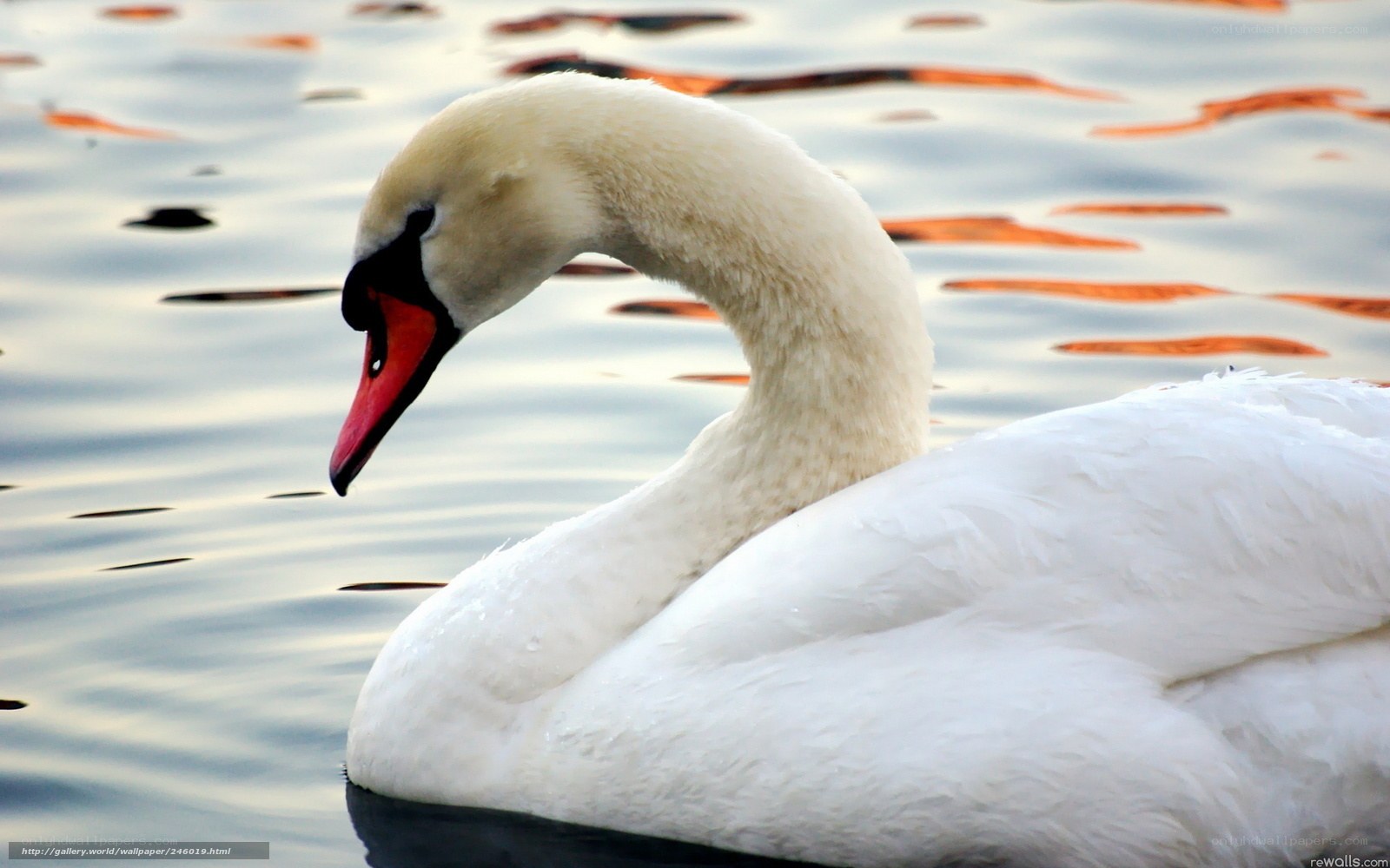 White swan on calm water