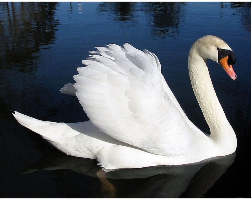 White swan on calm water