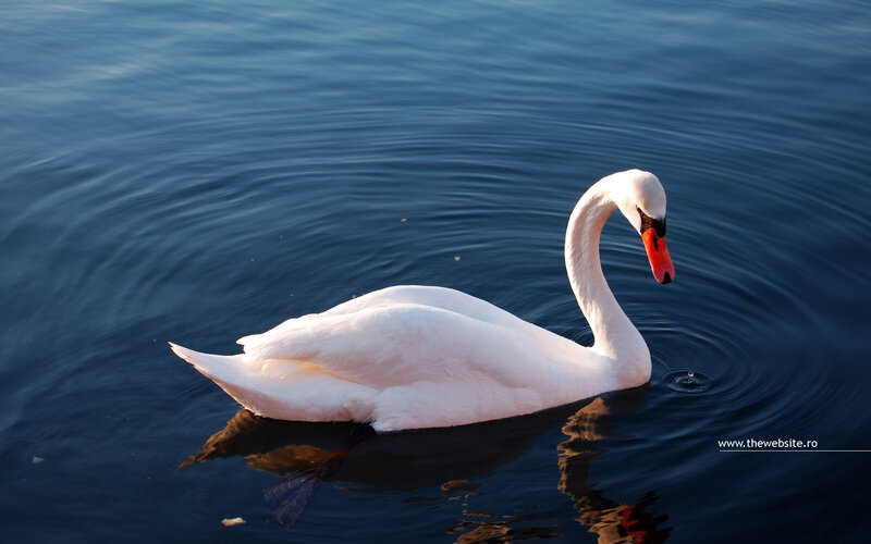 White swan on calm water