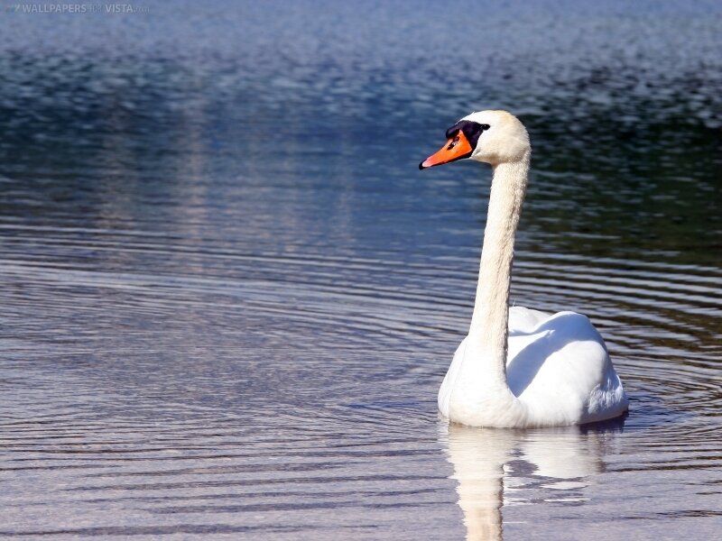 white swan on calm water