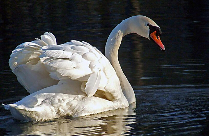 White swan on calm water