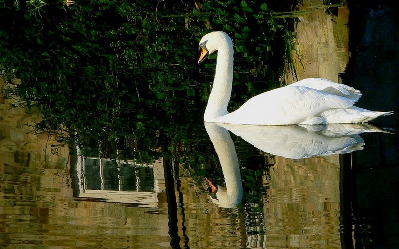 White swan on calm water