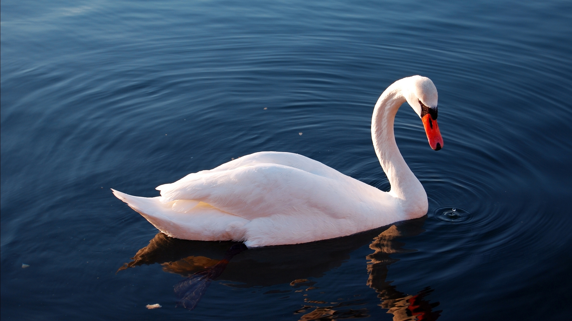 White swan on calm water