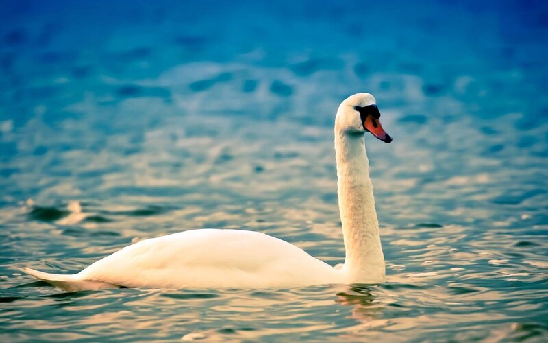 White swan on calm water