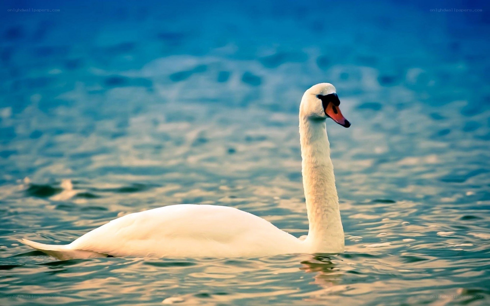 White swan on calm water