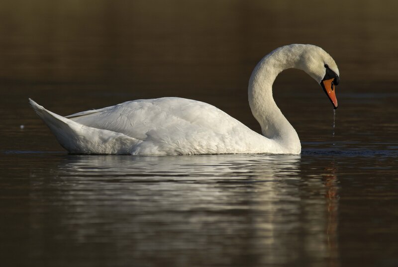 White swan on calm water