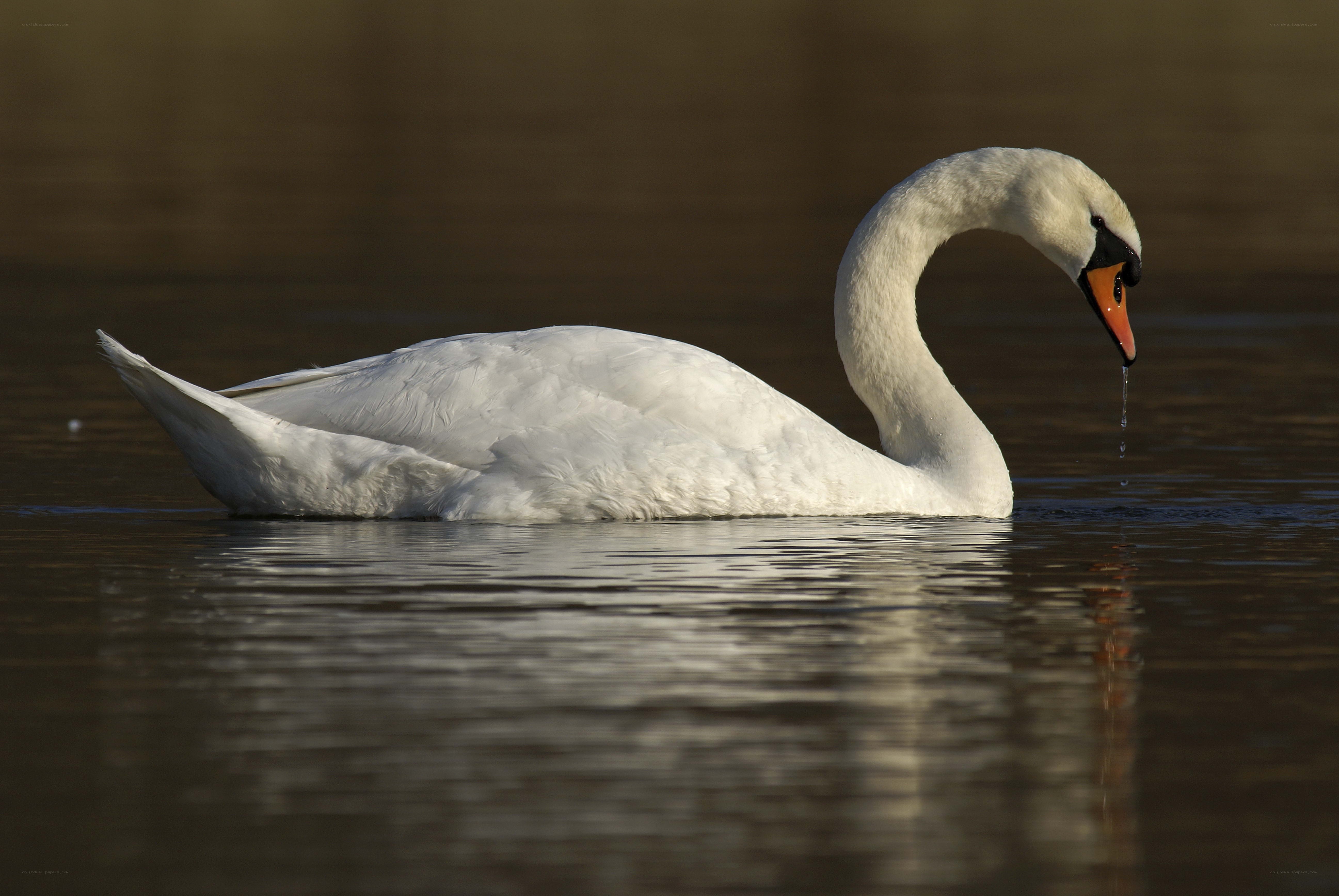White swan on calm water