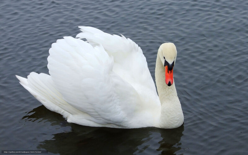 White swan on calm water