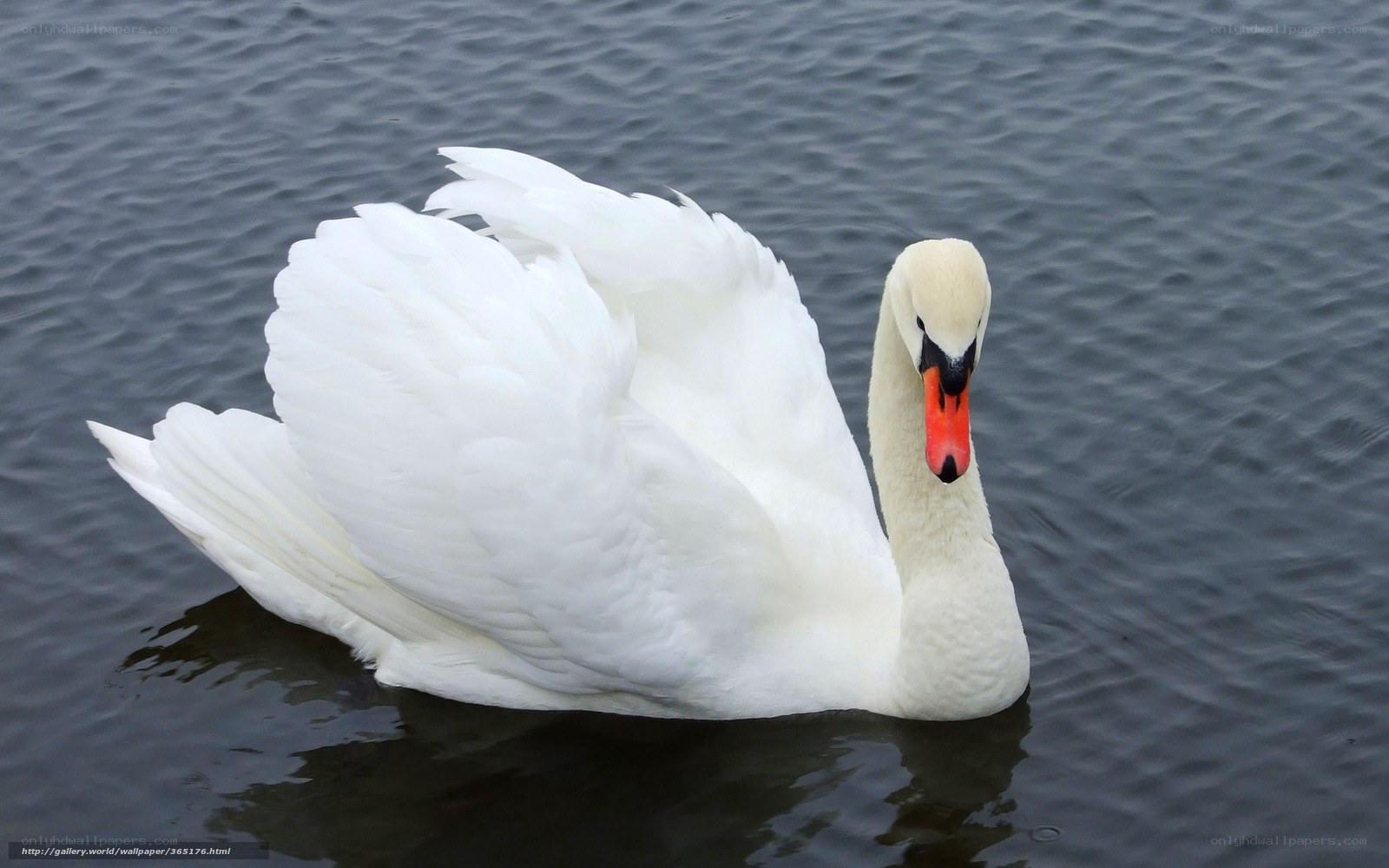 White swan on calm water