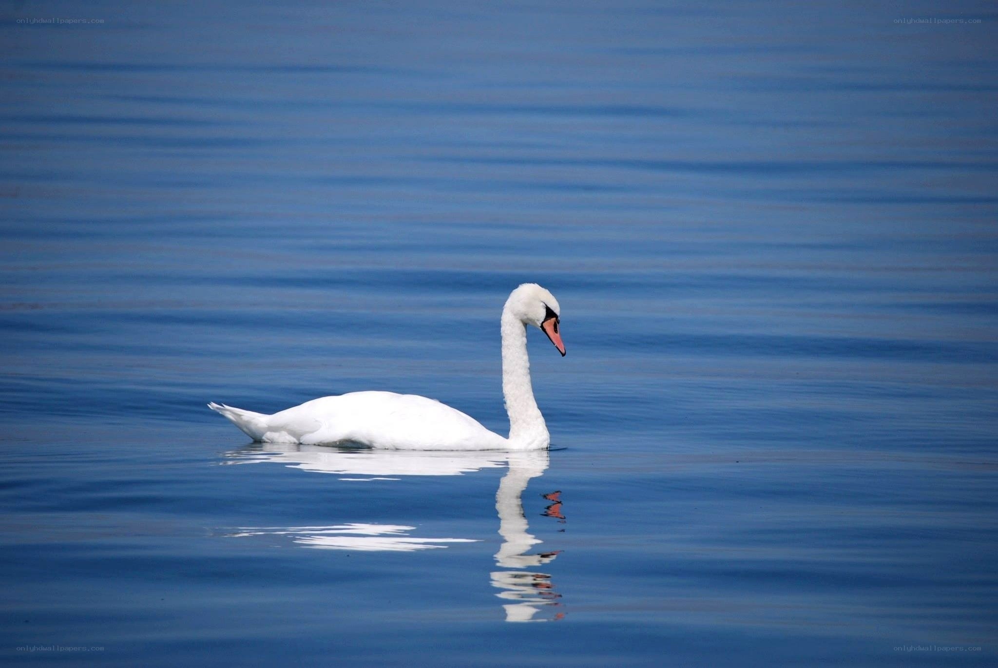 White swan on calm water