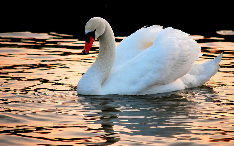 White swan on calm water