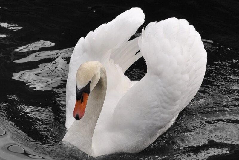 white swan on dark water
