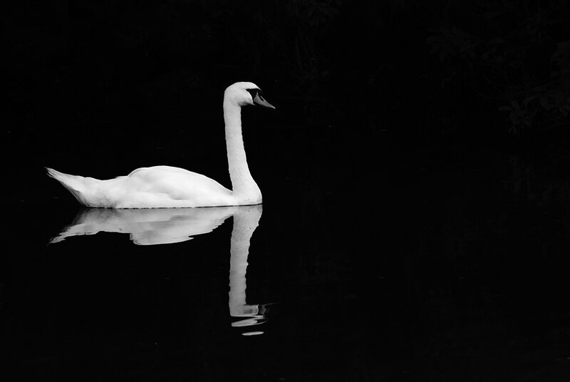White swan on dark water