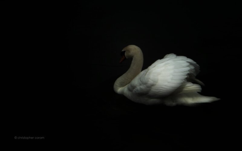 White swan on dark water