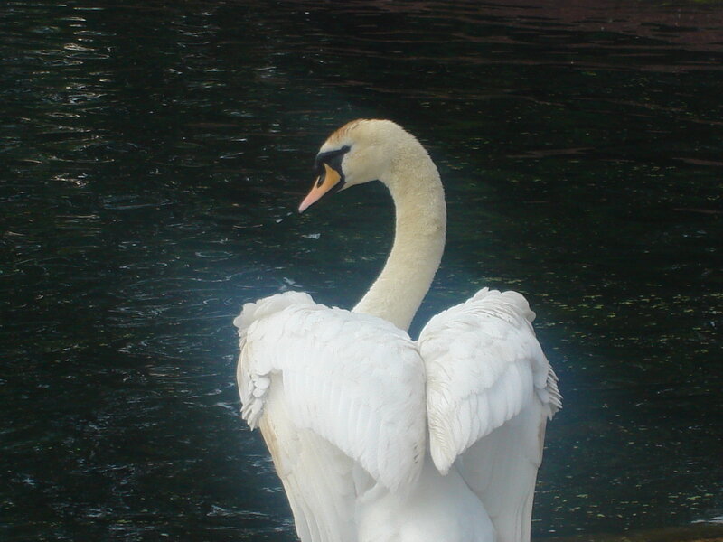 White swan on dark water